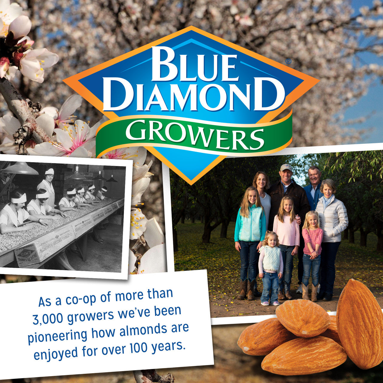 Blue Diamond Flaxseed Nut Thin (12x4.25OZ )-4